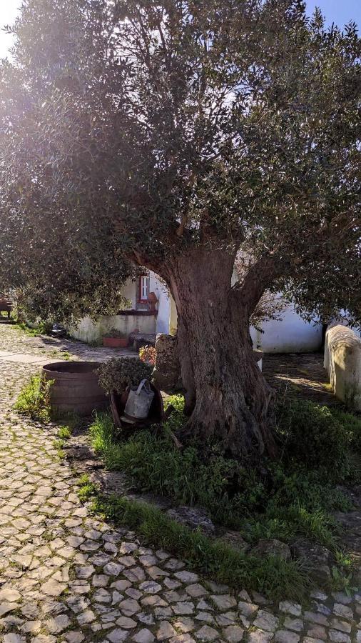 Montelavar Ancos Little House -Sintra Countryside-ヴィラ エクステリア 写真